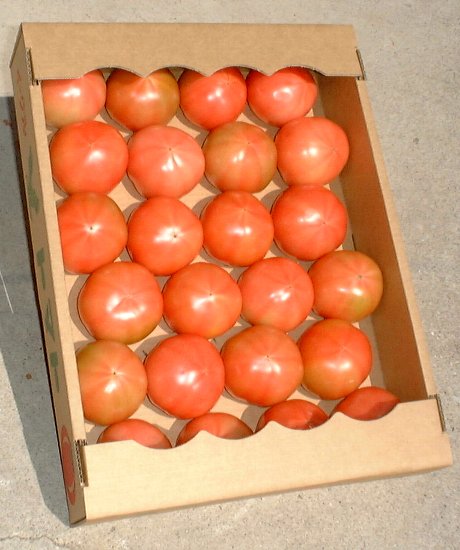 トマト　秀品　L
